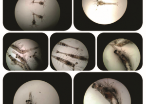 Selecting the best shrimp postlarva