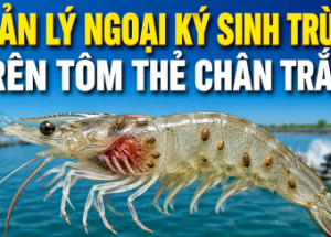 External Parasites in Whiteleg Shrimp - A Warning Sign of Deteriorating Pond Environment