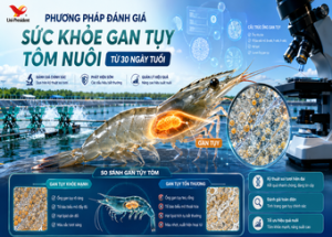  Method for Evaluating the Hepatopancreas Health of Cultured Shrimp from 30 Days of Age Using Fresh Cell Microscopy Techniques