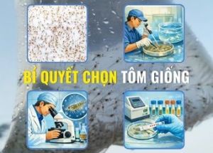 GUIDELINES FOR SELECTING SHRIMP POSTLARVAE (PL)