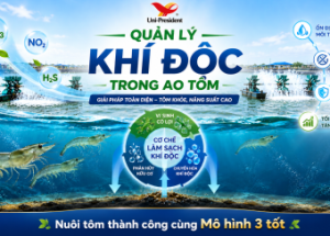 INTEGRATED TOXIC GAS MANAGEMENT IN SHRIMP PONDS: FROM MECHANISMS TO PRACTICAL SOLUTIONS